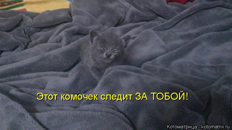 Этот комочек следит ЗА ТОБОЙ!... Котоматрица: Этот комочек следит ЗА ТОБОЙ!
