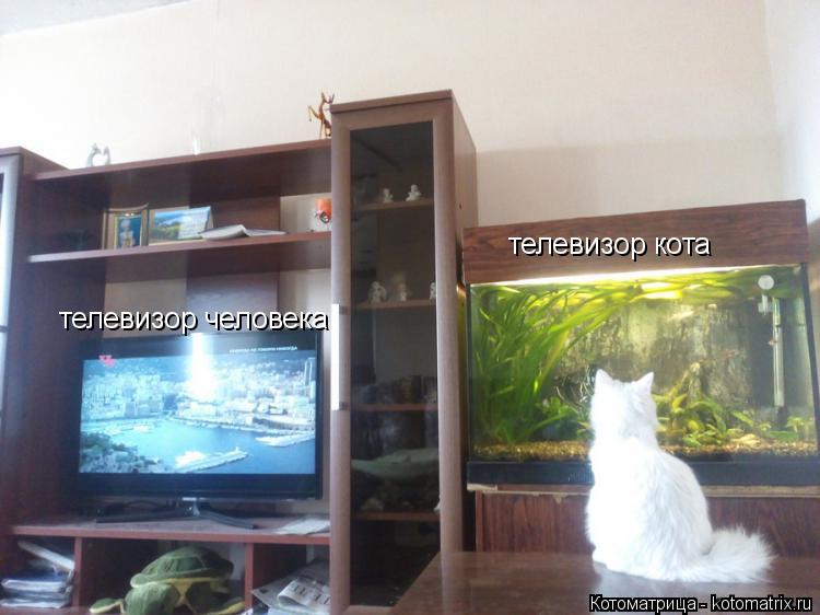телевизор человека телевизор кота... Котоматрица: телевизор человека телевизор кота