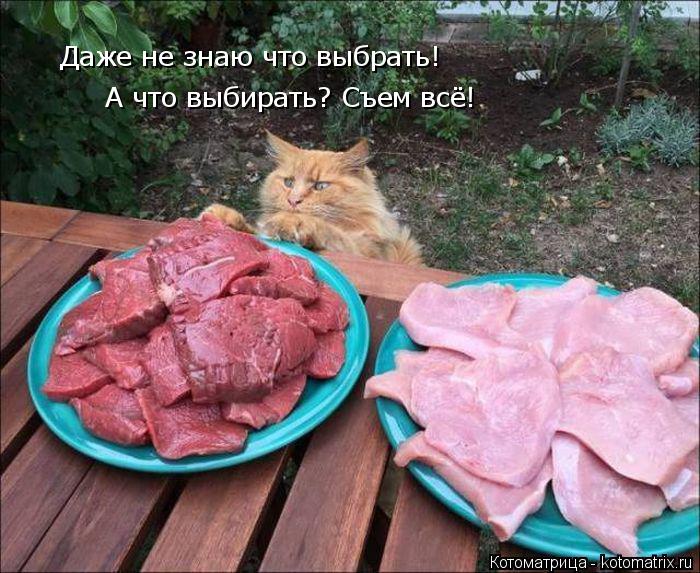 Даже не знаю что выбрать! А что выбирать? Съем всё!... Котоматрица: Даже не знаю что выбрать! А что выбирать? Съем всё!