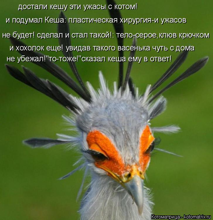 достали кешу эти ужасы с котом! и подумал Кеша: пластическая хирургия-и ужасов не будет! сделал и ст... Котоматрица: достали кешу эти ужасы с котом! и подумал Кеша: пластическая хирургия-и ужасов не будет! сделал и стал такой!: тело-серое,клюв крючком и хохо