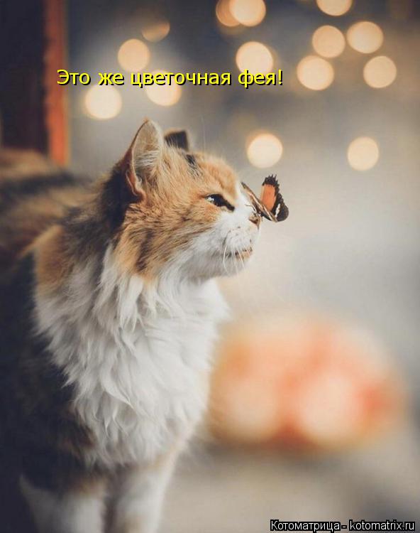 Это же цветочная фея!... Котоматрица: Это же цветочная фея!