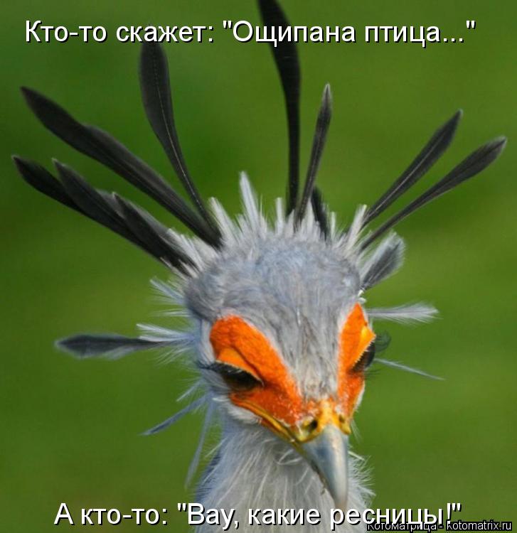 Кто-то скажет: "Ощипана птица..." А кто-то: "Вау, какие ресницы!"... Котоматрица: Кто-то скажет: "Ощипана птица..." А кто-то: "Вау, какие ресницы!"