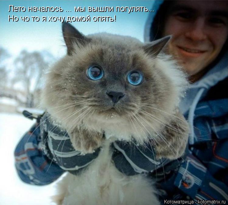 Лето началось ... мы вышли погулять... Но чо то я хочу домой опять!... Котоматрица: Лето началось ... мы вышли погулять... Но чо то я хочу домой опять!