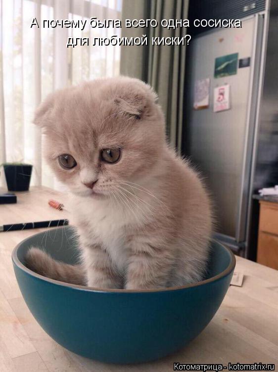 А почему была всего одна сосиска для любимой киски?... Котоматрица: А почему была всего одна сосиска для любимой киски?