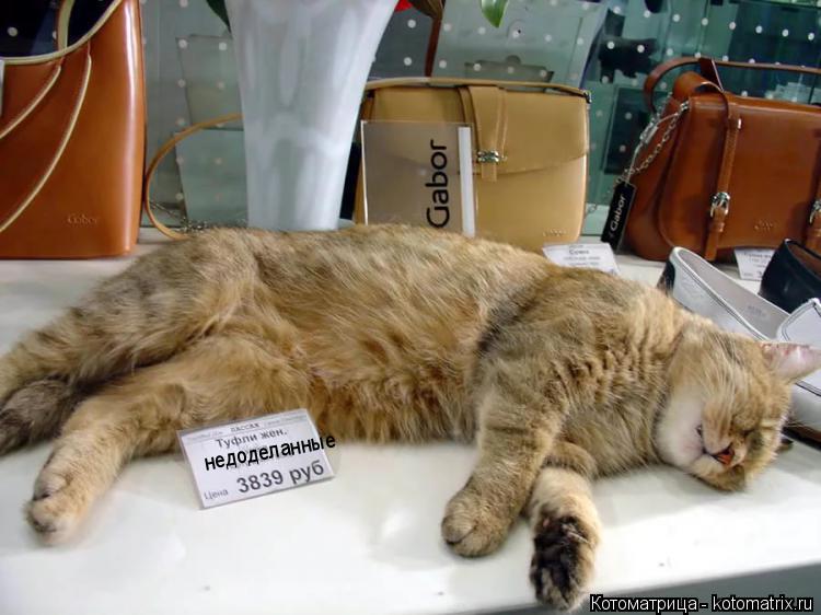 недоделанные... Котоматрица: недоделанные