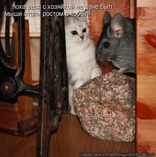 Котоматрица: пока вася с хозяйкой на даче был. мыши стали ростом с кобыл!