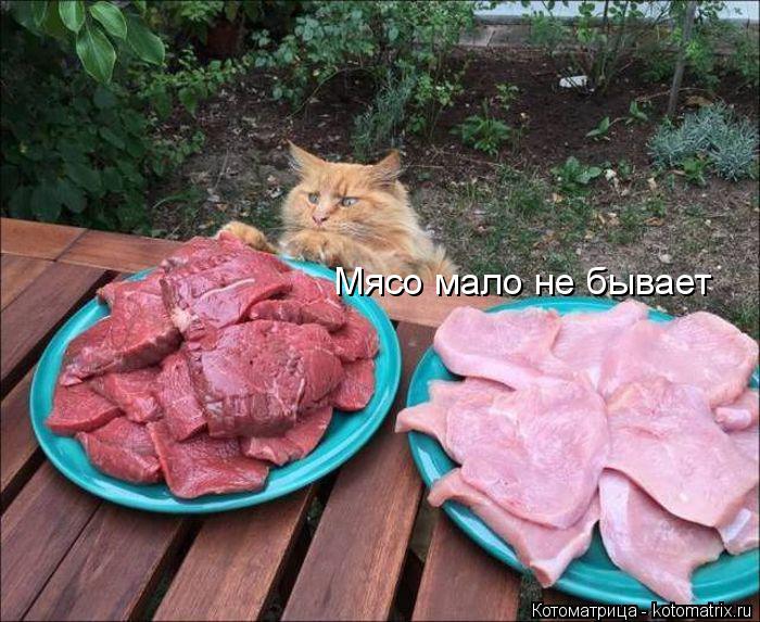 Мясо мало не бывает... Котоматрица: Мясо мало не бывает