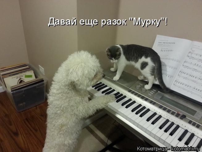 Давай еще разок "Мурку"!... Котоматрица: Давай еще разок "Мурку"!