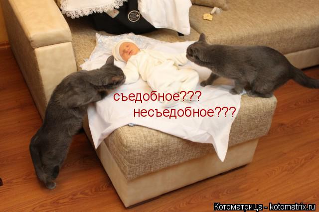 съедобное??? несъедобное???... Котоматрица: съедобное??? несъедобное???