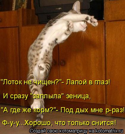 Ф-у-у...Хорошо, что только снится! "А где же корм?"- Под дых мне р-раз! И сразу "заплыла" зеница, "Ло... Котоматрица: Ф-у-у...Хорошо, что только снится! "А где же корм?"- Под дых мне р-раз! И сразу "заплыла" зеница, "Лоток не чищен?"- Лапой в глаз!