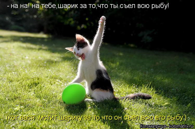 на на! на тебе,шарик за то,что ты съел всю рыбу! (кот вася мстит шарику за то,что он съел всю его ры... Котоматрица: на на! на тебе,шарик за то,что ты съел всю рыбу! (кот вася мстит шарику за то,что он съел всю его рыбу.) -