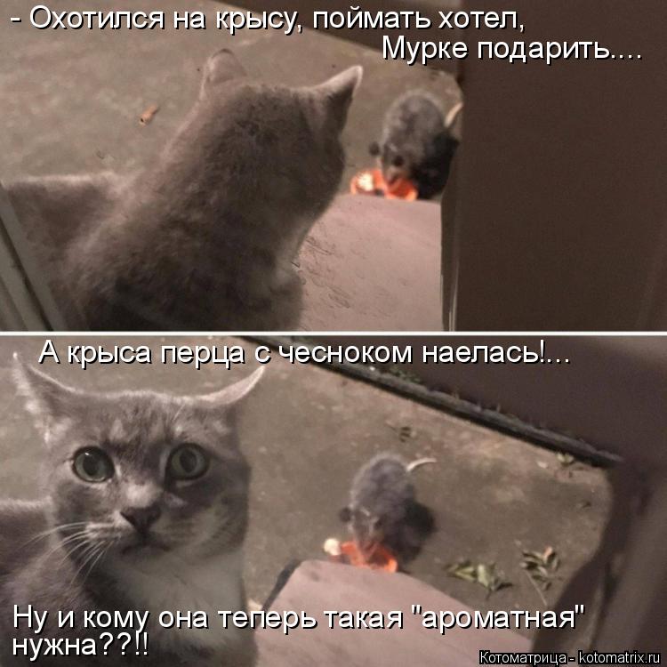 Котоматрица: Ну и кому она теперь такая "ароматная" нужна??!! - Охотился на крысу, поймать хотел, Мурке подарить.... А крыса перца с чесноком наелась!...