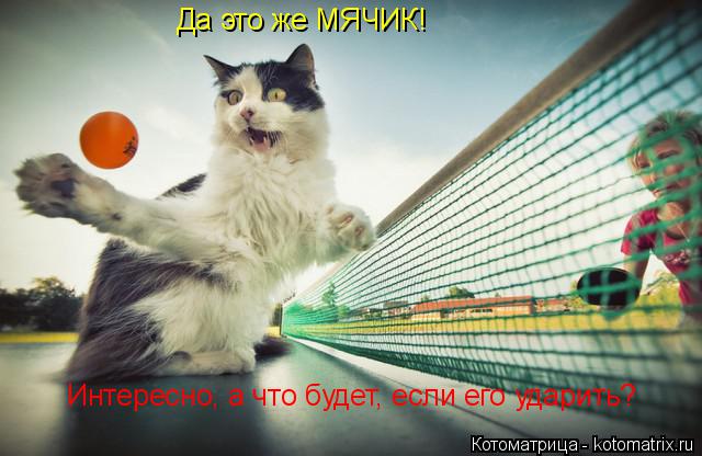 Да это же МЯЧИК! Интересно, а что будет, если его ударить?... Котоматрица: Да это же МЯЧИК! Интересно, а что будет, если его ударить?