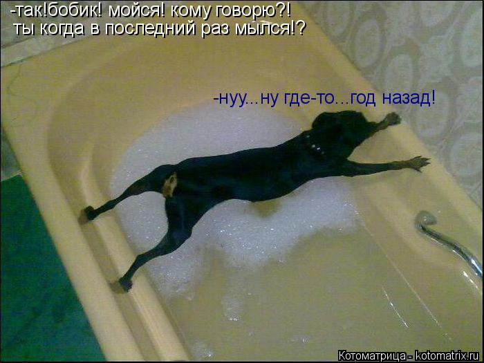-так!бобик! мойся! кому говорю?! ты когда в последний раз мылся!? -нуу...ну где-то...год назад!... Котоматрица: -так!бобик! мойся! кому говорю?! ты когда в последний раз мылся!? -нуу...ну где-то...год назад!