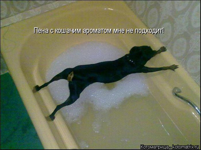 Пена с кошачим ароматом мне не подходит!... Котоматрица: Пена с кошачим ароматом мне не подходит!