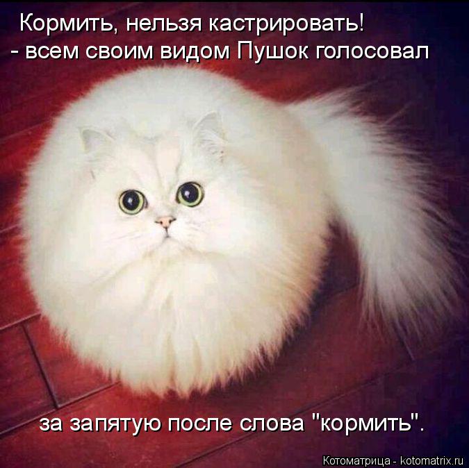 Котоматрица: Кормить, нельзя кастрировать! - всем своим видом Пушок голосовал за запятую после слова "кормить".