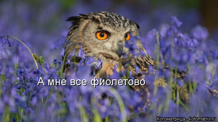 Котоматрица: А мне все фиолетово