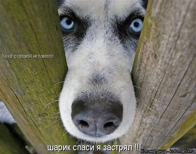 Котоматрица: шарик спаси я застрял !!! Ха ха! с головой не повезло