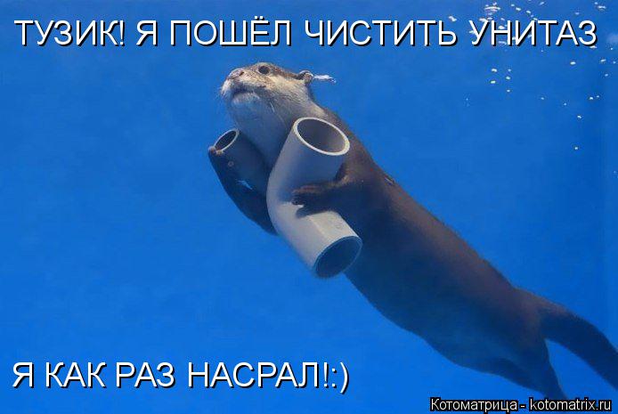 Котоматрица: ТУЗИК! Я ПОШЁЛ ЧИСТИТЬ УНИТАЗ Я КАК РАЗ НАСРАЛ!:)