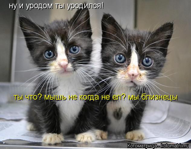 Котоматрица: ну и уродом ты уродился! ты что? мышь не когда не ел? мы близнецы