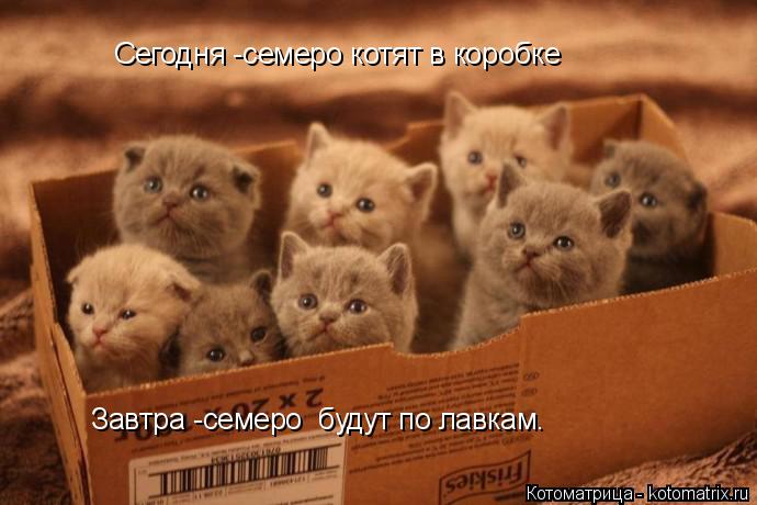 Сегодня -семеро котят в коробке Завтра -семеро будут по лавкам.... Котоматрица: Сегодня -семеро котят в коробке Завтра -семеро будут по лавкам.