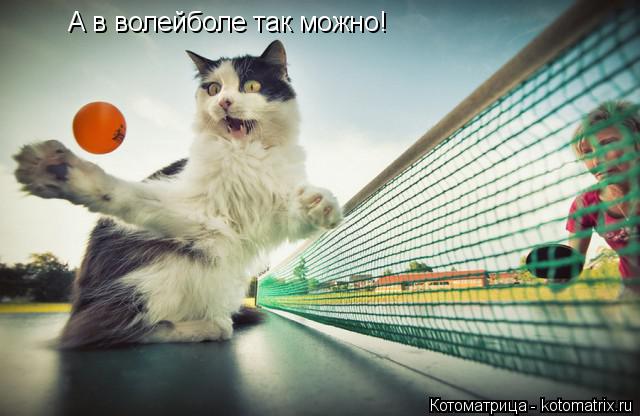 Котоматрица: А в волейболе так можно!