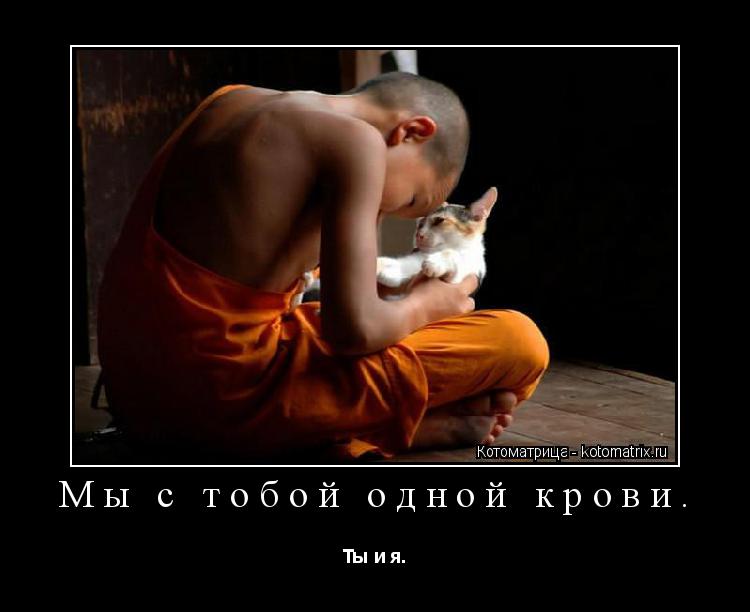 Котоматрица: Мы с тобой одной крови. Ты и я.