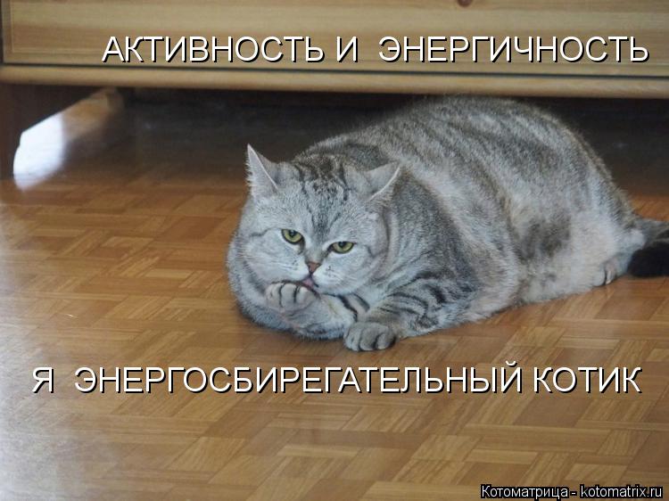 Котоматрица: АКТИВНОСТЬ И  ЭНЕРГИЧНОСТЬ  Я  ЭНЕРГОСБИРЕГАТЕЛЬНЫЙ КОТИК