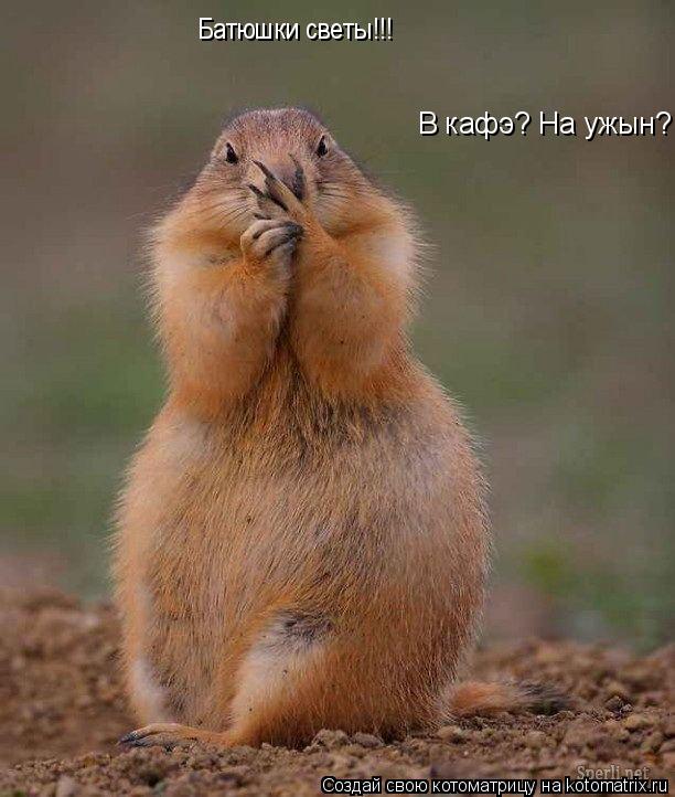 Котоматрица: В кафэ? На ужын? Срамота! Батюшки светы!!!
