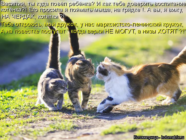 Котоматрица: Василий, ты куда повёл ребёнка? И как тебе доверить воспитание котёнка?! Его просила я поймать мыша, на грядке !. А вы, я вижу, НА ЧЕРДАК, котятк