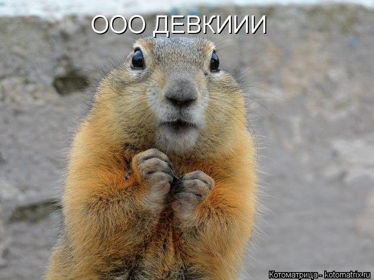 Котоматрица: ООО ДЕВКИИИ
