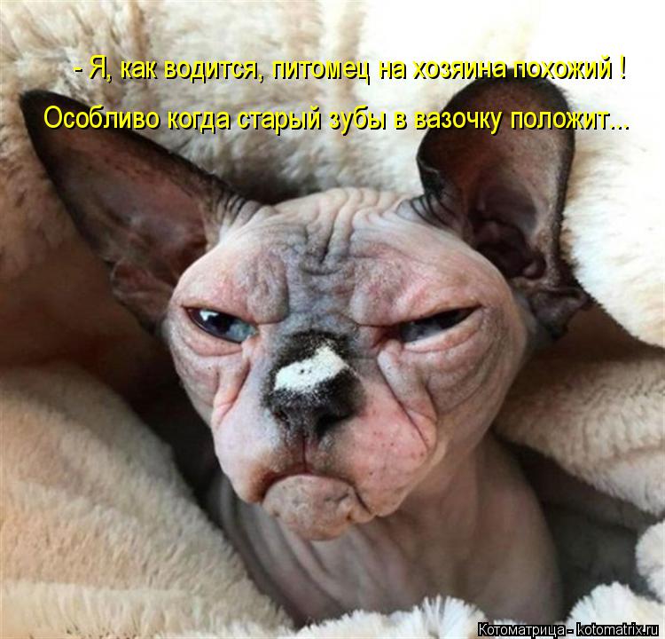 Котоматрица: - Я, как водится, питомец на хозяина похожий ! Особливо когда старый зубы в вазочку положит...