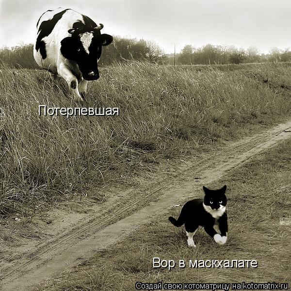 Котоматрица: Потерпевшая Вор в маскхалате
