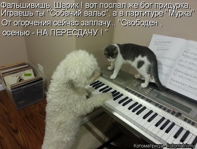 Котоматрица: Фальшивишь, Шарик ! вот послал же бог придурка, Играешь ты "Собачий вальс", а в партитуре "Мурка" От огорчения сейчас заплачу... "Свободен , осен