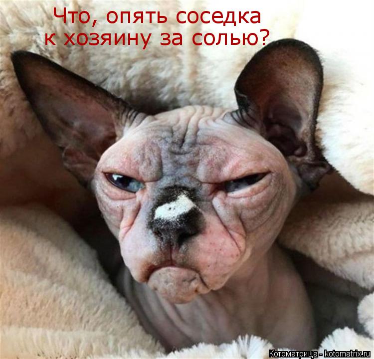 Что, опять соседка к хозяину за солью?... Котоматрица: Что, опять соседка к хозяину за солью?