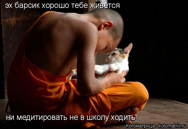 Котоматрица: эх барсик хорошо тебе живётся ни медитировать не в школу ходить ни медитировать не в школу ходить