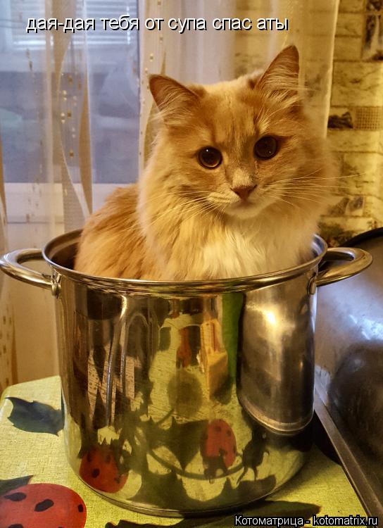 Котоматрица: дая-дая тебя от супа спас аты