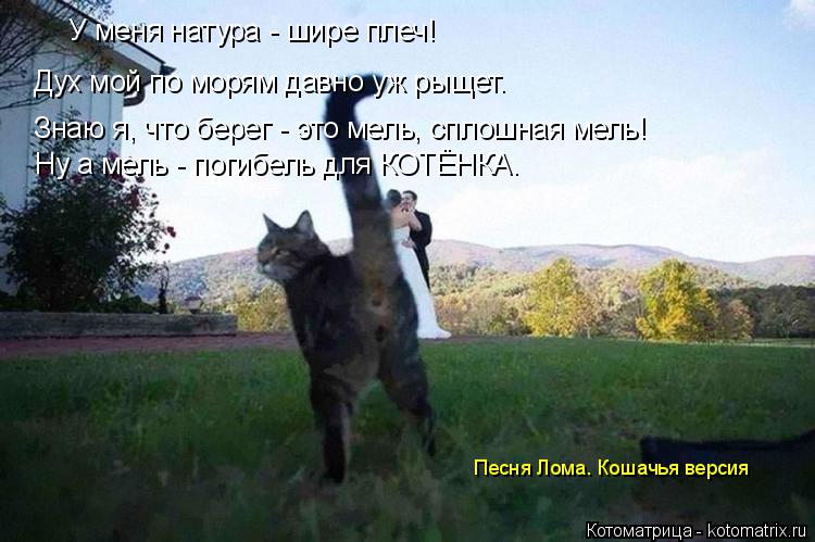 Котоматрица: У меня натура - шире плеч! Дух мой по морям давно уж рыщет. Знаю я, что берег - это мель, сплошная мель! Ну а мель - погибель для КОТЁНКА. Песня Ло