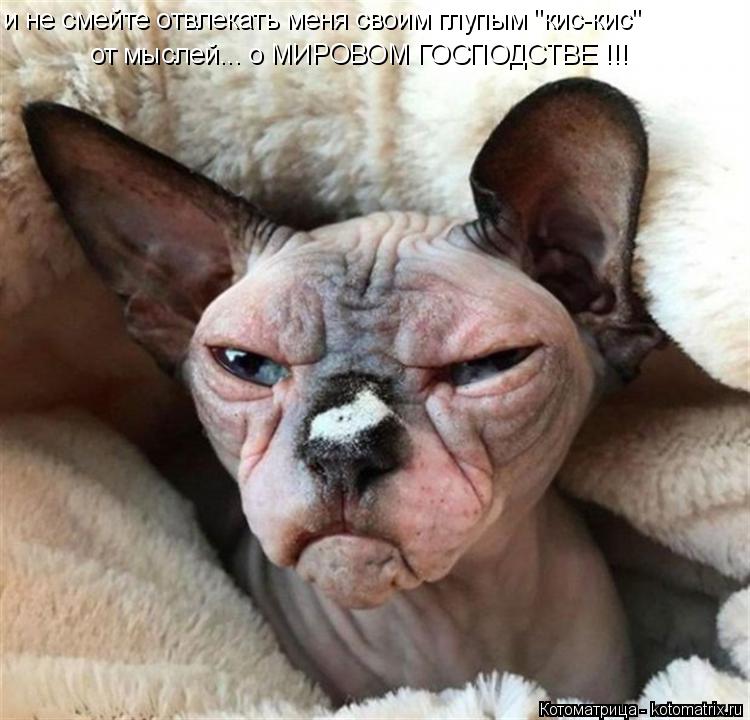 Котоматрица: и не смейте отвлекать меня своим глупым "кис-кис" от мыслей... о МИРОВОМ ГОСПОДСТВЕ !!!