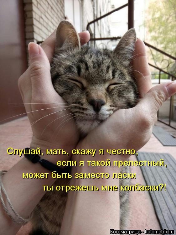 Котоматрица: Слушай, мать, скажу я честно, если я такой прелестный, может быть заместо ласки ты отрежешь мне колбаски?!