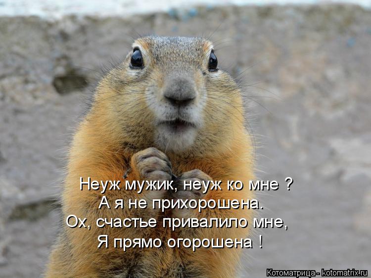 Котоматрица: Неуж мужик, неуж ко мне ? А я не прихорошена. Ох, счастье привалило мне, Я прямо огорошена !