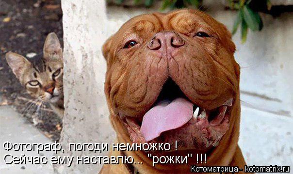 Котоматрица: Сейчас ему наставлю... "рожки" !!! Фотограф, погоди немножко !
