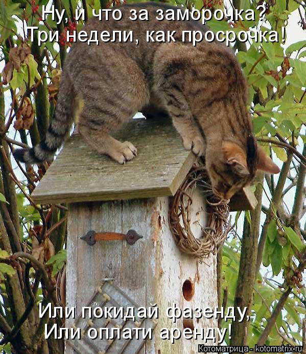 Котоматрица: Ну, и что за заморочка? Три недели, как просрочка! Или покидай фазенду, Или оплати аренду!