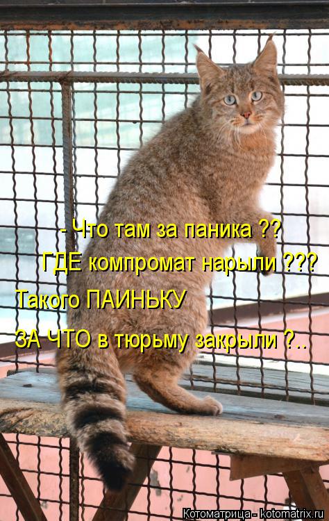 Котоматрица: - Что там за паника ?? ГДЕ компромат нарыли ??? Такого ПАИНЬКУ  ЗА ЧТО в тюрьму закрыли ?..