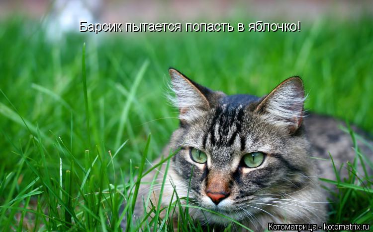 Котоматрица: Барсик пытается попасть в яблочко!