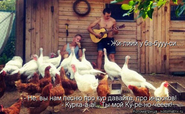 - Курка-а-а!.. Ты мой Ку-рё-но-чееек!... - Жи-лиии у ба-бууу-си.... - Не, вы нам песню про кур давайт... Котоматрица: - Курка-а-а!.. Ты мой Ку-рё-но-чееек!... - Жи-лиии у ба-бууу-си.... - Не, вы нам песню про кур давайте, про индюков!