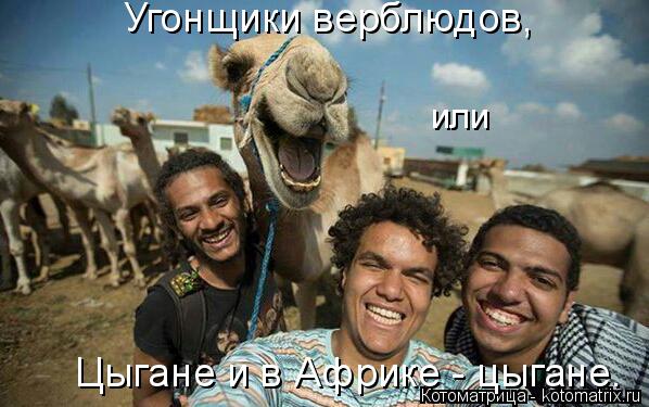 Угонщики верблюдов, или Цыгане и в Африке - цыгане.... Котоматрица: Угонщики верблюдов, или Цыгане и в Африке - цыгане.