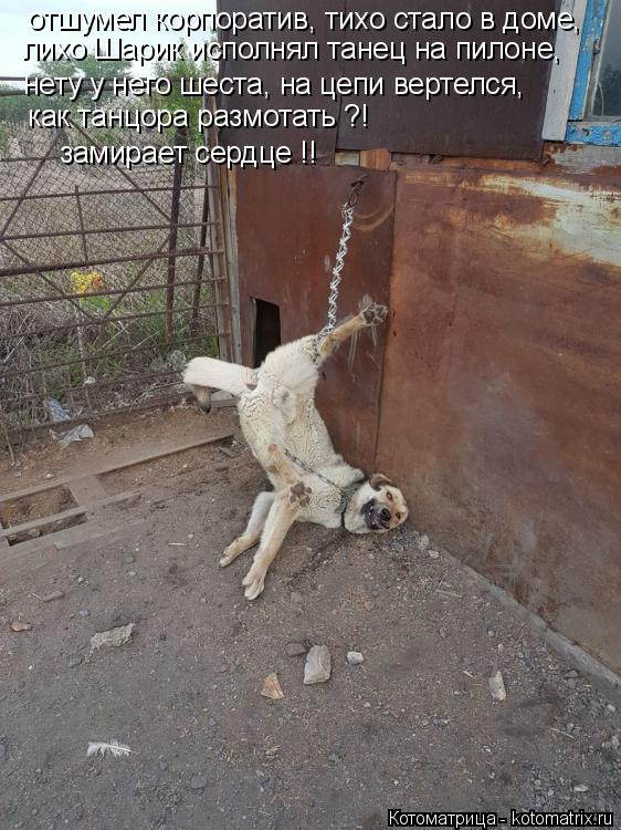 Котоматрица: лихо Шарик исполнял танец на пилоне, нету у него шеста, на цепи вертелся, как танцора размотать ?!  замирает сердце !! отшумел корпоратив, тихо