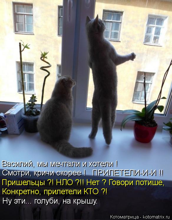 Котоматрица: Василий, мы мечтали и хотели ! Смотри, кричи скорее !   ПРИЛЕТЕЛИ-И-И !! Пришельцы ?! НЛО ?!! Нет ? Говори потише, Конкретно, прилетели КТО ?! Ну эти..