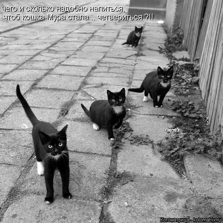 Котоматрица: чего и сколько надобно напиться, чтоб кошка Мура стала... четвериться ?!!